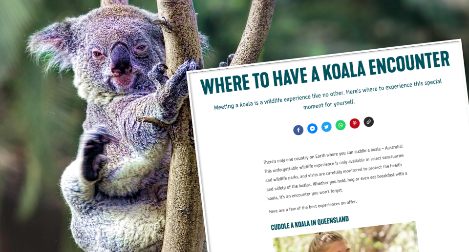 Tourism Australia is currently reviewing its koala cuddling webpage. Source: Getty (File) / Tourism Australia