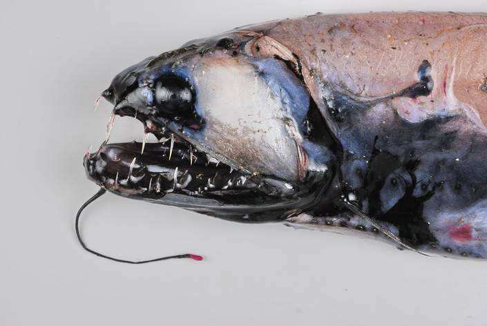 10 Deep Sea Creatures That Prove Aliens Are Here on Earth