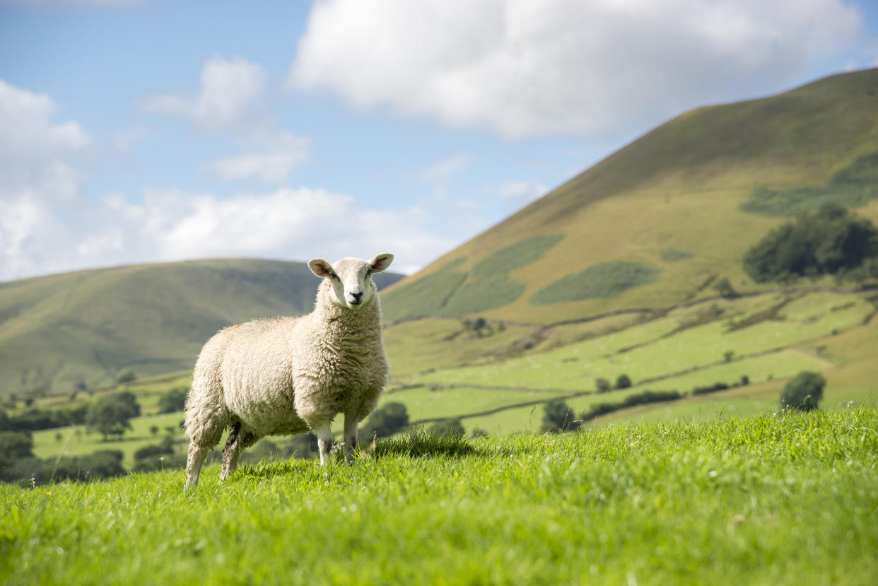 A single sheep stands in a green meadow in the Edale valley in Derbyshire on a beautiful sunny day in summer.