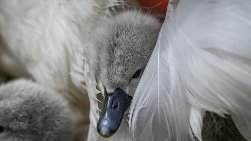 Man rescues baby cygnet that was ‘left behind’