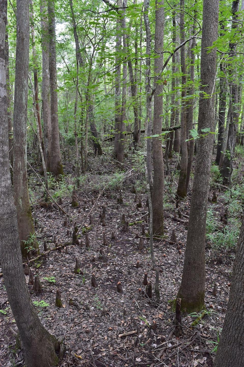 Cypress trees