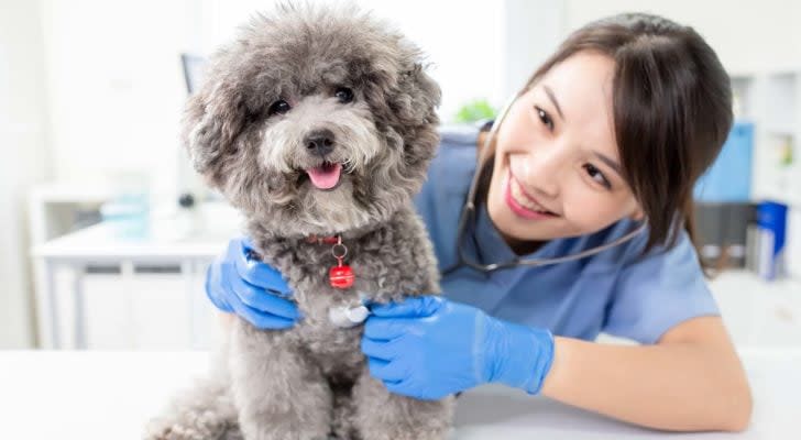 A close-up shot of a smiling veterinarian and a grey fluffy dog.