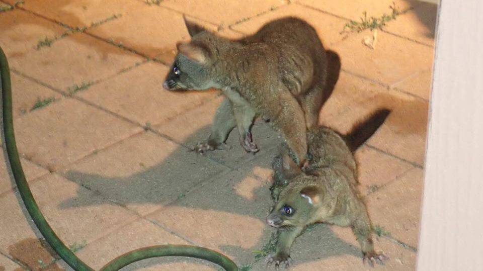 The possums were on high alert after the attack, but remarkably uninjured. Source: Supplied/Christine Birch Williams