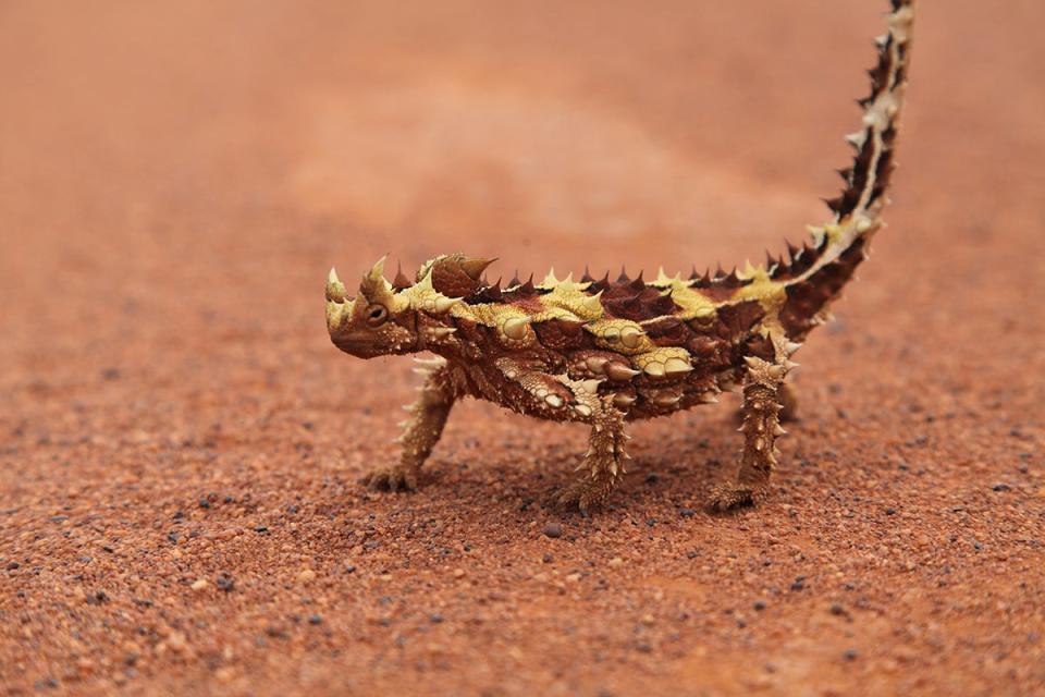 Thorny devil (Moloch horridus), a well-camouflaged lizard that lives in Australia's sandy deserts. This species feeds almost exclusively on ants. <em>CREDIT: Dan Rabosky, University of Michigan</em>