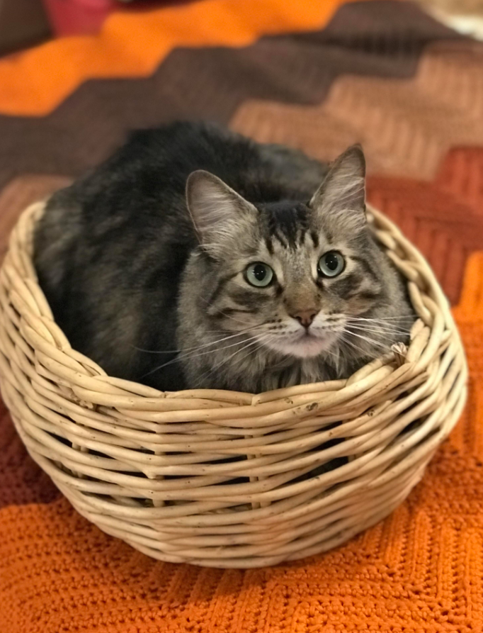 cat in a small basket