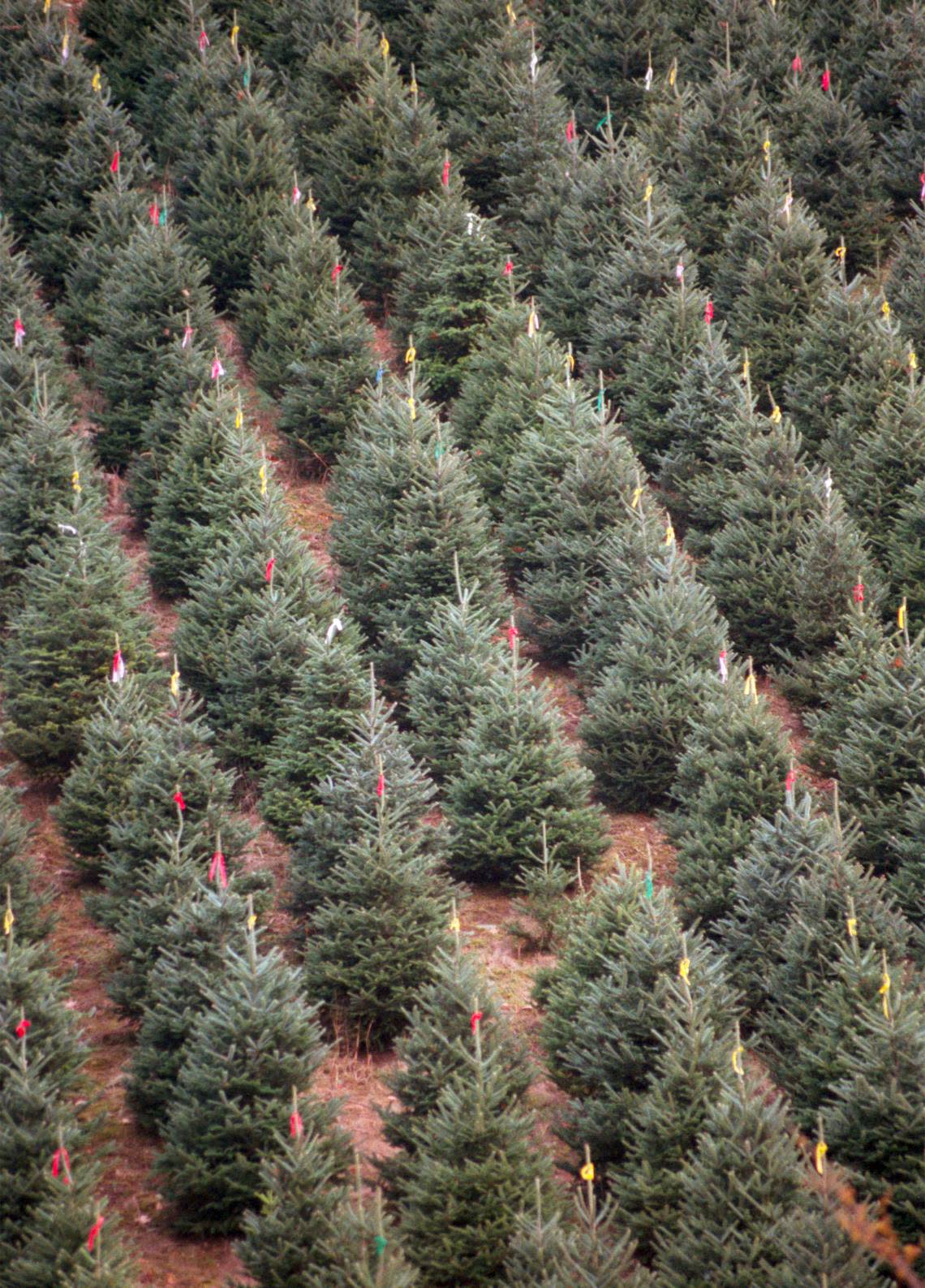 Fraser Fir trees grown on a farm near Boone, N.C. The variety is a popular one for Christmas trees, which are a valuable agricultural crop for several northwestern N.C. counties. File photo