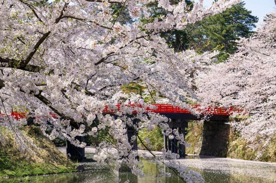 弘前公園櫻花照。圖片來源：IG@hirosakipark