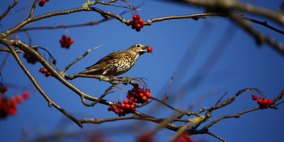 plants to attract birds to garden