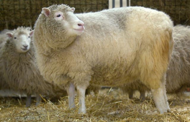 Dolly the cloned sheep