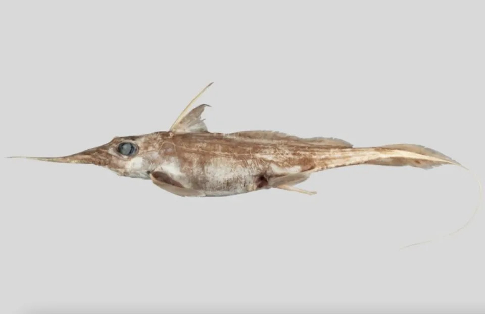 The newly described Australasian Narrow-nosed Spookfish, Harriotta avia. / Credit: NIWA