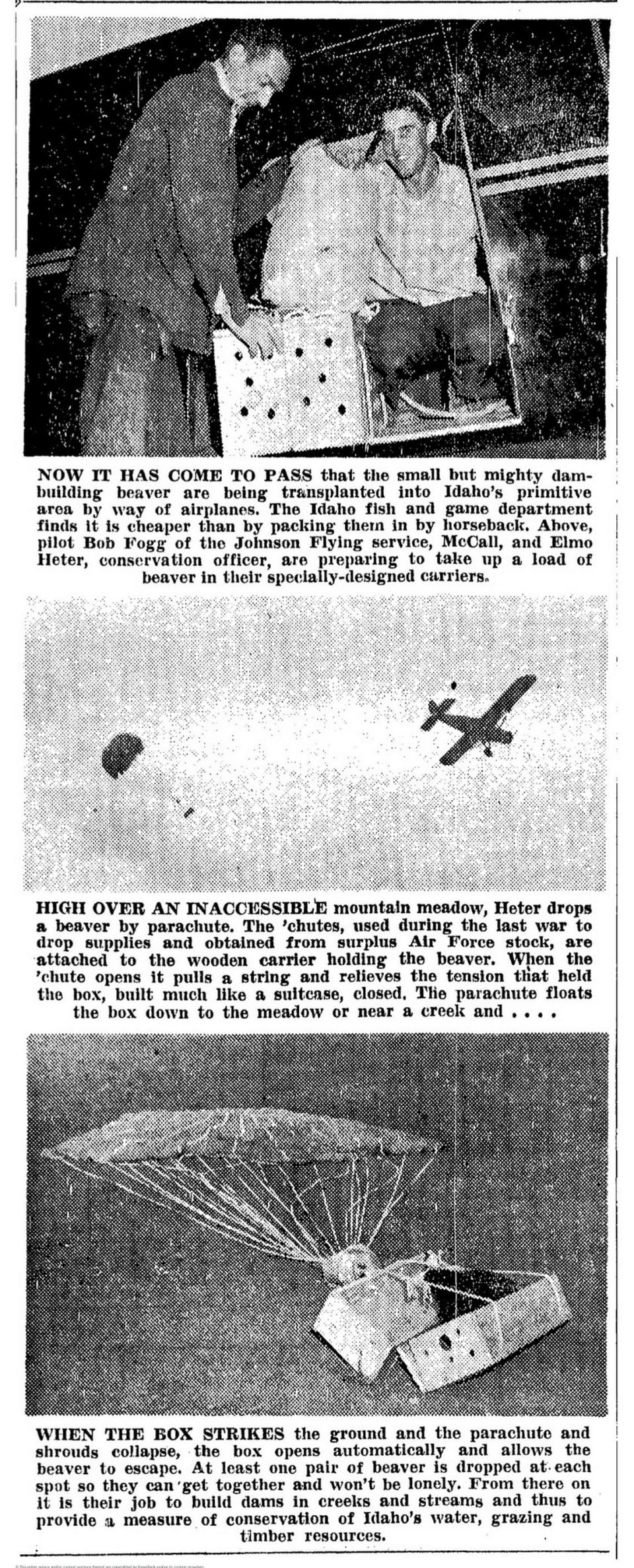 Images from the Aug. 26, 1948, issue of the Idaho Statesman document steps of the parachuting beaver relocation project.