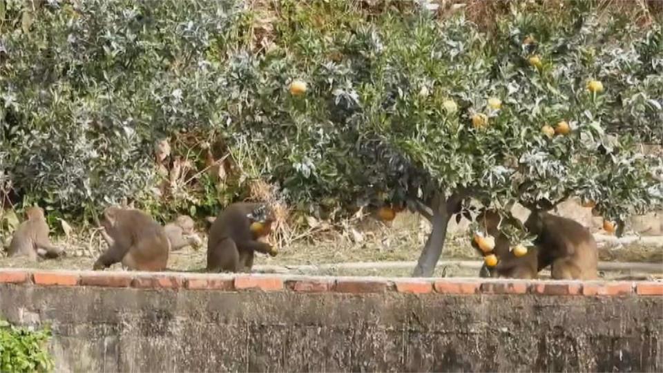 猴子稱大王 吃到飽？　獼猴群光顧火炎山果園　5成柑橘吞下肚