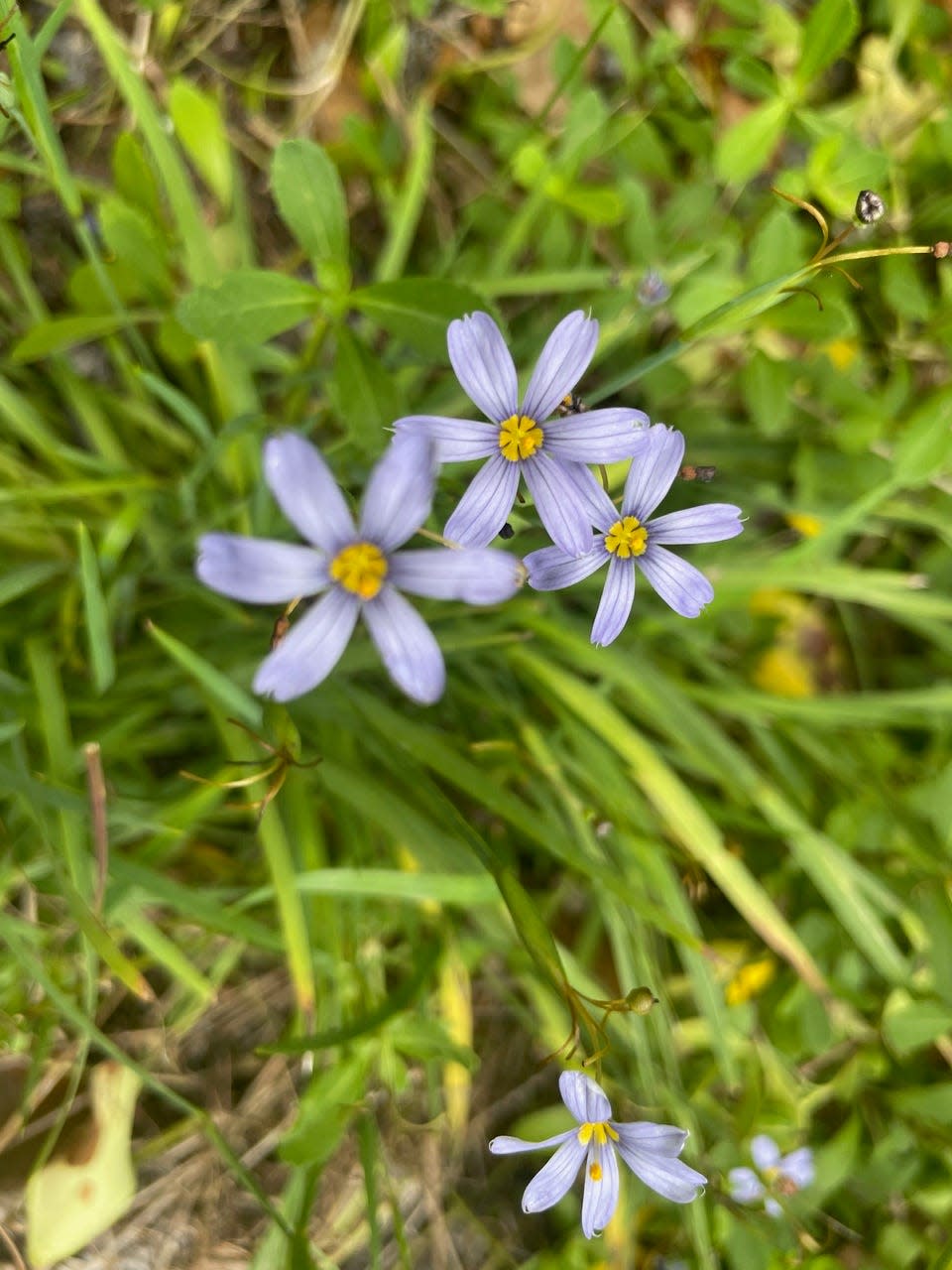 Blue-eyed grass is also blooming on the island. The flower blooms a star-shaped flower that opens in the morning to reveal six pale blueish-purple petals and a yellow center and then will close in the afternoon or evening.