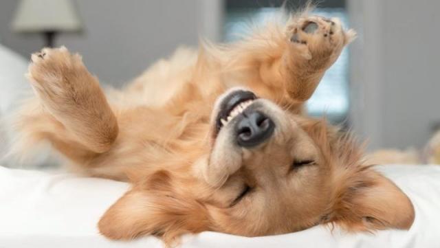 10 Clear Signs Your Dog Is Happy