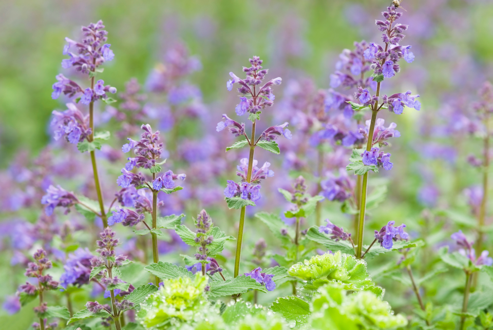 <p>Catnip is known for its ability to give your feline friends a mellow buzz, but the herb also has some bug repellent properties. One <a href="https://pubmed.ncbi.nlm.nih.gov/19712151/" rel="nofollow noopener" target="_blank" data-ylk="slk:study;elm:context_link;itc:0;sec:content-canvas" class="link ">study</a> found the essential oil from catnip can help deter houseflies and mosquitoes. Another <a href="https://lib.dr.iastate.edu/cgi/viewcontent.cgi?article=1349&context=ent_pubs" rel="nofollow noopener" target="_blank" data-ylk="slk:study;elm:context_link;itc:0;sec:content-canvas" class="link ">study</a> from Iowa State University also found catnip oil to be a more effective “spatial repellent” than DEET, the most popular ingredient in <a href="https://www.prevention.com/health/g32403398/best-insect-repellents/" rel="nofollow noopener" target="_blank" data-ylk="slk:insect repellents;elm:context_link;itc:0;sec:content-canvas" class="link ">insect repellents</a>. Same caveat, though: Catnip oil isn’t the same as actual catnip plants, but the results are promising enough to warrant adding a few to your yard if you don’t have cats to worry about.</p>