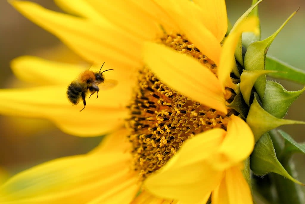 Multiple habitats need protecting to save UK bumblebees – study (Jacob King/PA) (PA Archive)