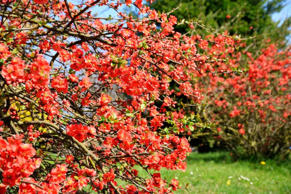 Large branches of the flowering quince shrub in a garden. 