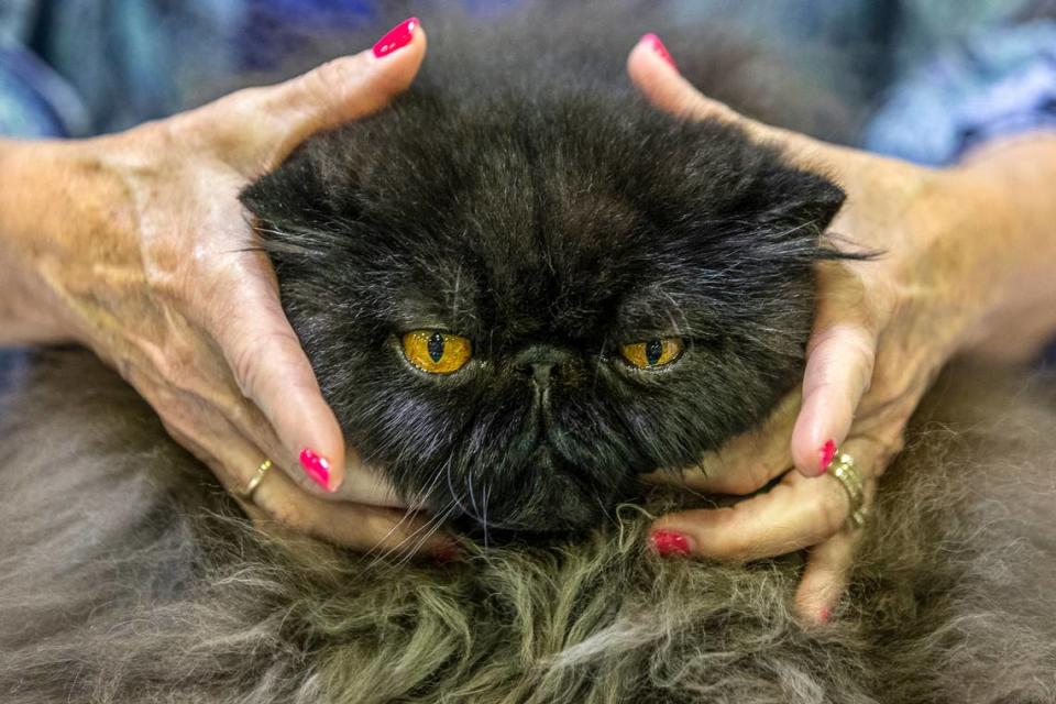 The annual Triple Crown Cat Fanciers CFA Allbreed Cat Show is this weekend. Ryan C. Hermens/rhermens@herald-leader.com