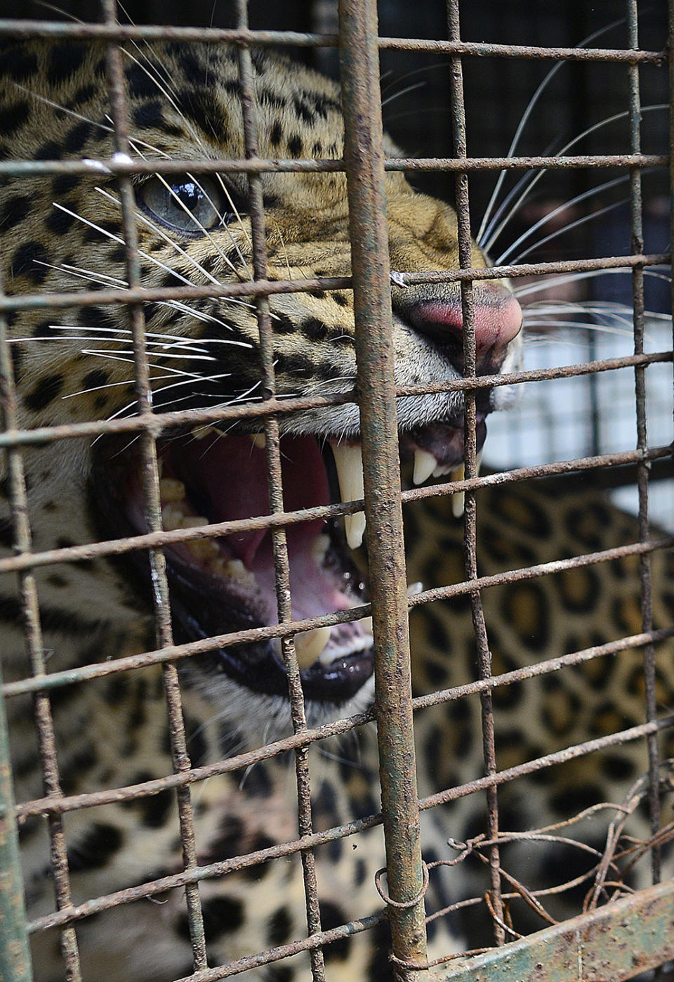 <p>A Leopard captured by the Guwahati zoo officials, sits inside a cage in Rosina village in Kamrup district of Assam state, India, Feb. 22, 2017. The leopard entered the village in early morning hours, apparenty in search for food, and injured three villagers. (Photo: EPA/STR) </p>
