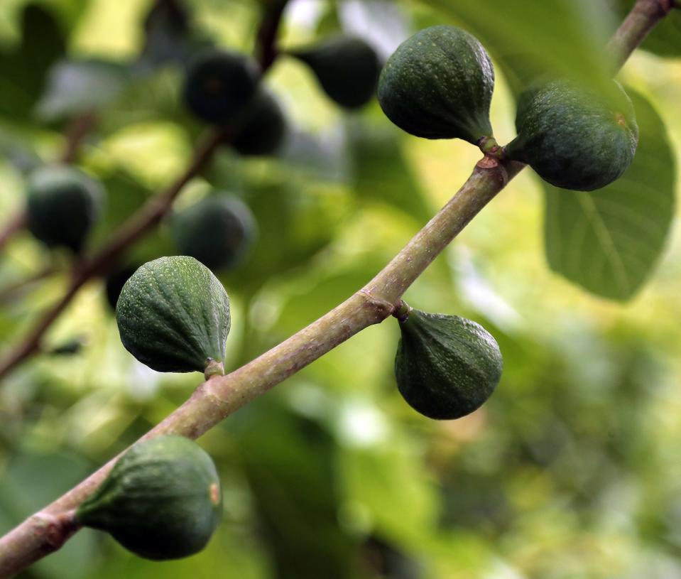 Figs ripen on a branch at Kim Hedahl's home in Silverdale on Saturday. The fruit will be ready to pick in August.