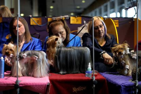 Yorkshire Terriers are groomed in the benching area before judging at the 2016 Westminster Kennel Club Dog Show in the Manhattan borough of New York City, February 15, 2016. REUTERS/Mike Segar