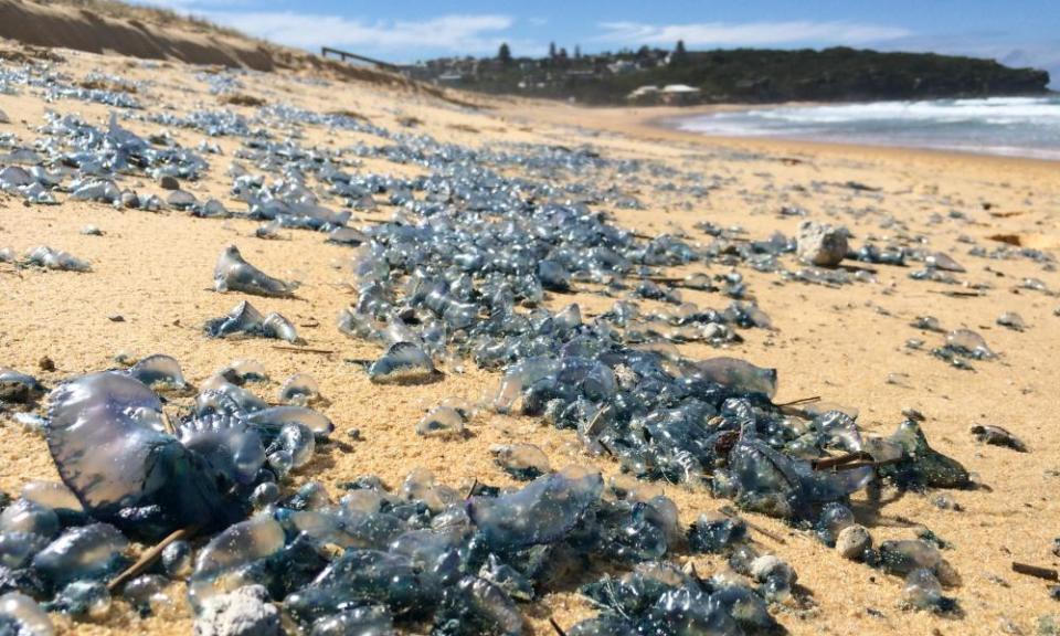 Bluebottles covering Curl Curl beach in Sydney.