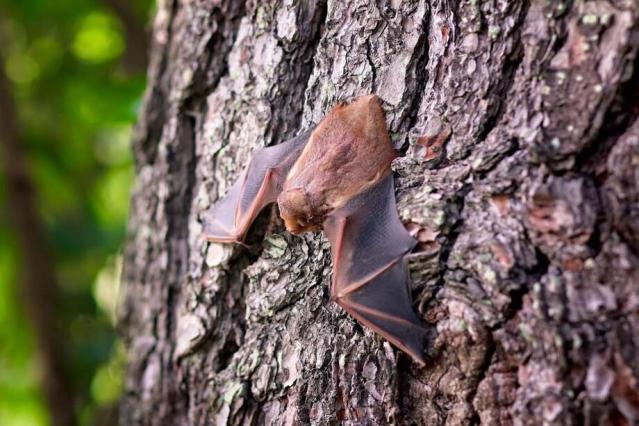 Les chauves-souris et leurs mythes: saurez-vous distinguer le vrai