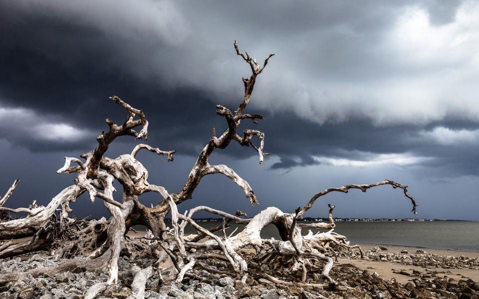 Georgia: Driftwood Beach, Jekyll Island