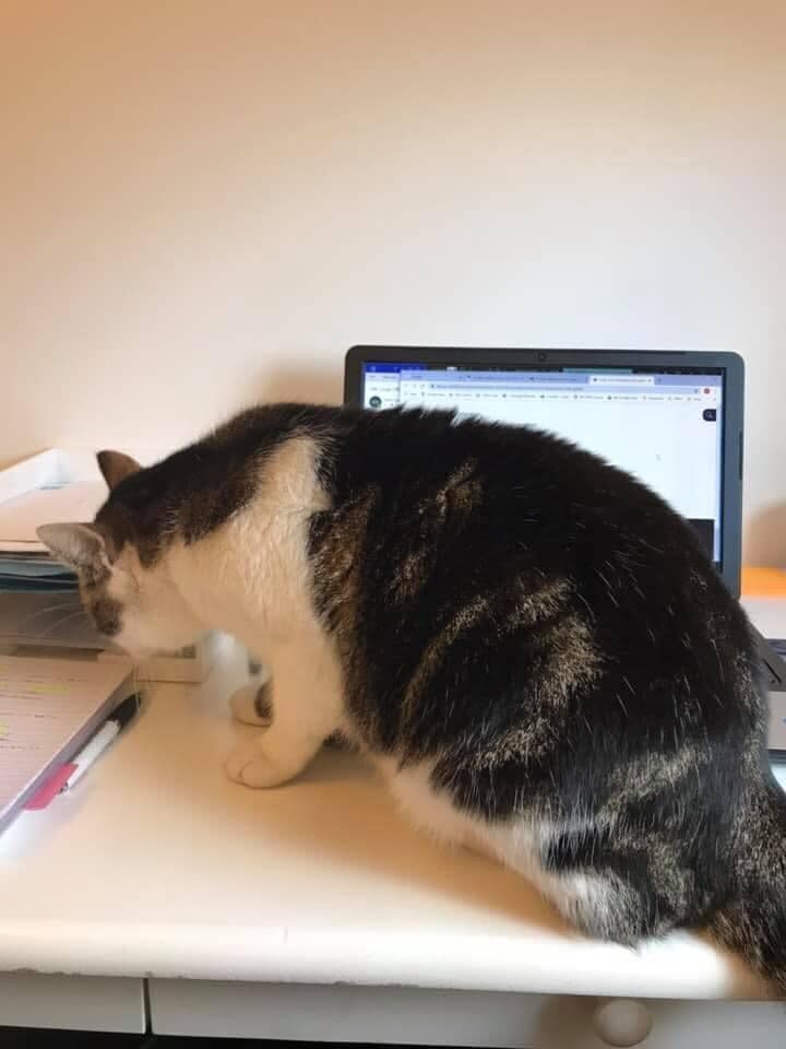 "Day 13 working from home: Friday inspection. Outcome is satisfactory but could be improved by providing more treats and head rubs." &mdash; <i>Rebecca K.</i>