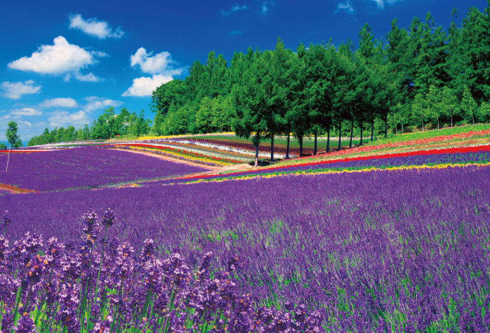 北海道旅遊｜超級北海道夏日精華遊8折優惠！$569即有無限花田影靚相、任食哈密瓜