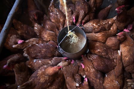 Chickens gather to feed in a small household farm run by Victor Kyalo in the outskirts of Nairobi