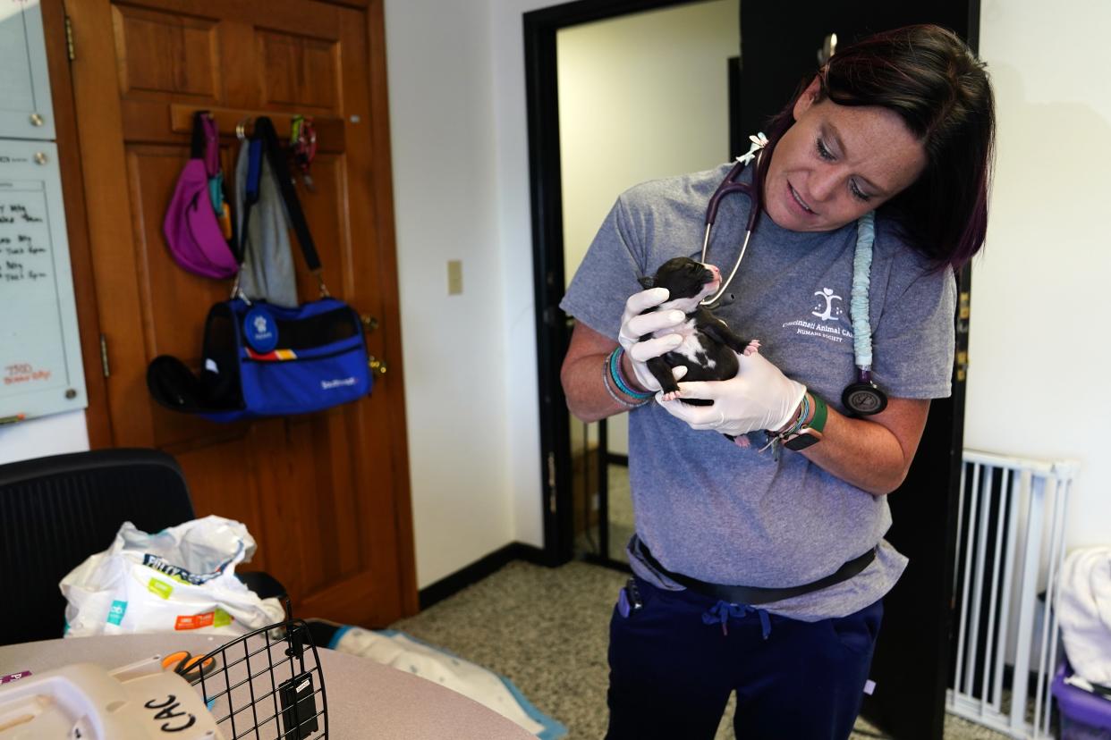 Medical Director Amanda Taylor holds a days-old puppy, Thursday, July 14, 2022, at the Hamilton County Animal Shelter on Colerain Avenue in the Northside neighborhood of Cincinnati.