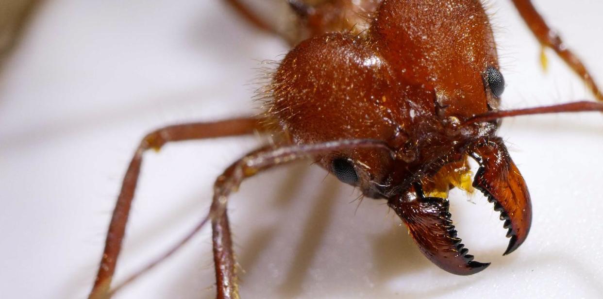 A close-up of the head of a leafcutter ant, Atta cephalotes, showing the metal-infused teeth on its mandibles. Ryan Garrett, <a href="http://creativecommons.org/licenses/by-nd/4.0/" rel="nofollow noopener" target="_blank" data-ylk="slk:CC BY-ND;elm:context_link;itc:0;sec:content-canvas" class="link ">CC BY-ND</a>