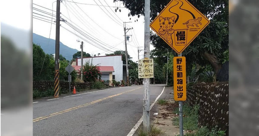 台灣動物共生聯盟認為石虎受到的威脅是複合生態造成的災難，不應單一歸因為遊蕩犬貓問題。（圖／台灣動物共生聯盟提供）