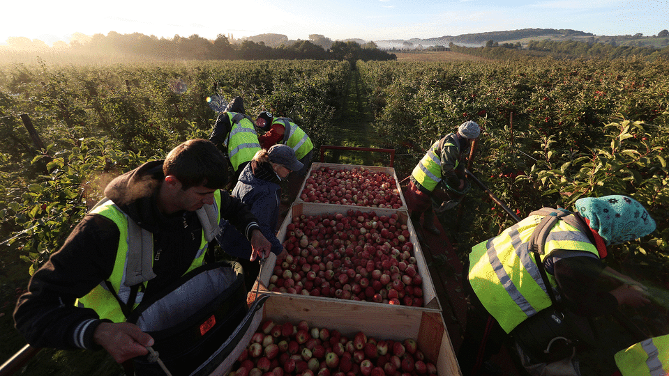 Agriculture has been one of the first industries to be hit by a shortage of willing migrant labour; others look likely to follow: Reuters