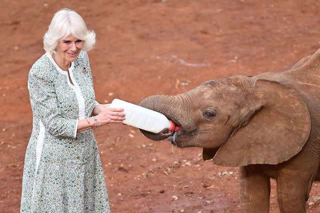<p>Samir Hussein/WireImage</p> Queen Camilla feeds at a baby elephant at Sheldrick Wildlife Trust Elephant Orphanage on November 1.