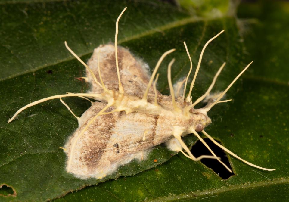 A dark-banded owlet moth that fell victim to cordyceps fungus