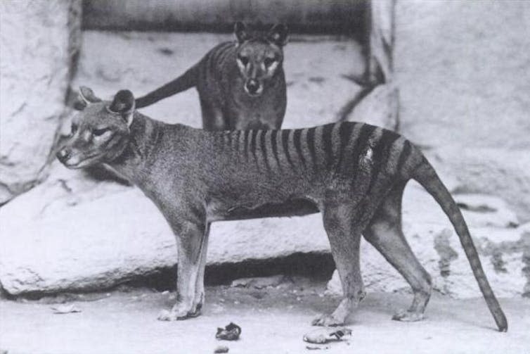 <span class="caption">The wolf-like thylacine.</span> <span class="attribution"><span class="source">Wikipedia</span></span>