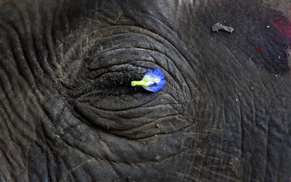 Flower petal is placed on the eye of an elephant