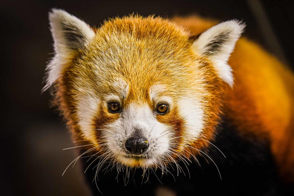 Sundara is a red panda, the newest addition to the Louisville Zoo. Red pandas haven't been represented at the zoo for nearly 40 years, officials said.