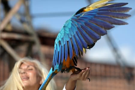 A macaw lands in Carmen Borges' hand while she stays at a rooftop of a building in Caracas