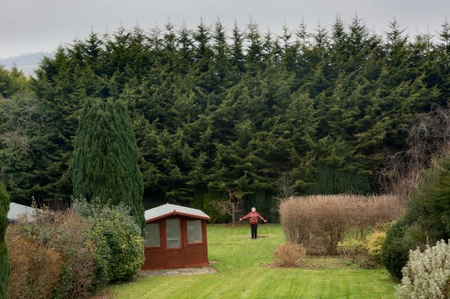 neighbour row over hedge