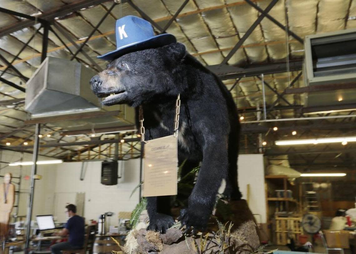 Cocaine Bear on display at the Kentucky Fun Mall on Bryan Avenue in Lexington.