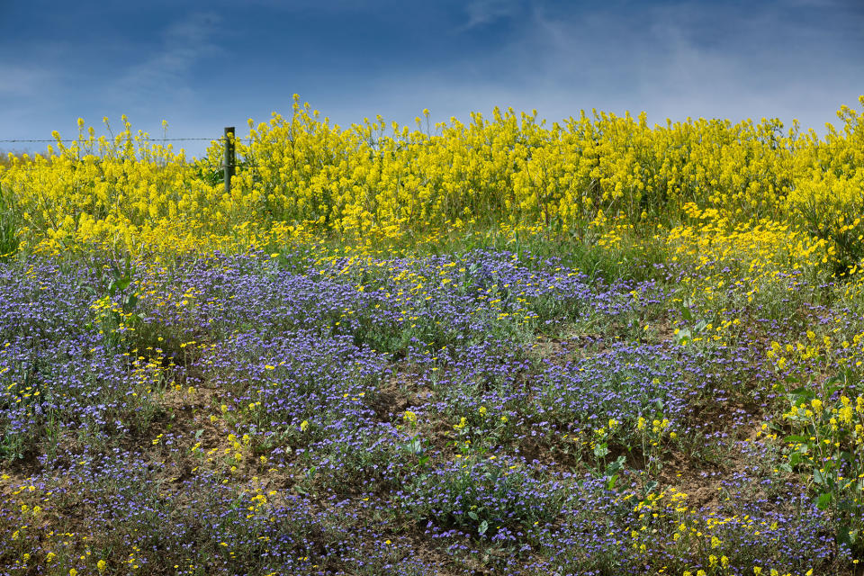 Colorful mustard, goldfields, poppies, and other wildflowers have exploded along California's Highway 41 near Cholame, California, on April 12, 2023. A California superbloom of wildflowers typically follows a year of heavy rain and snow.