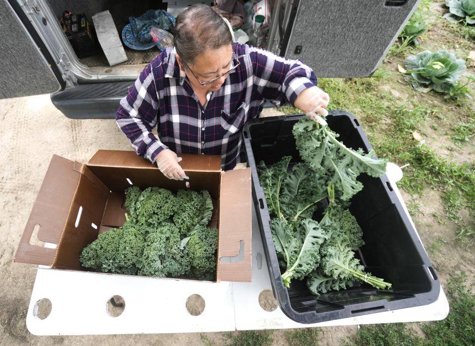 Vang Thao places kale in a box for delivery. She and her husband are farmers in Richfield and part of Wisconsin's Local Food Purchase Assistance Program, which helps small farmers grow their business by paying them with to provide fresh local produce to food pantries.