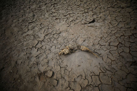 The remains of a fish lie amongst cracked mud seen at Theewaterskloof dam near Cape Town, South Africa, January 21, 2018. The dam, which supplies most of Cape Town's potable water, is currently dangerously low as the city faces "Day Zero", the point at which taps will be shut down across the city. REUTERS/Mike Hutchings