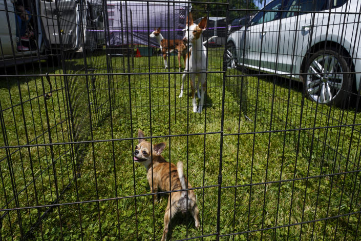 Mort, a chihuahua, front, and Emily, a Lotus, Ibizan hound, are seen in their enclosures during the 146th Westminster Kennel Club Dog show, Monday, June 20, 2022, in Tarrytown, N.Y. (AP Photo/Mary Altaffer)