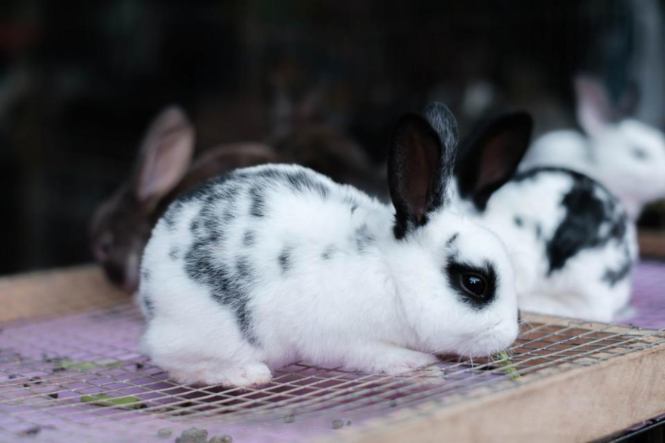 black and white spotted english spot rabbits on the top of cage