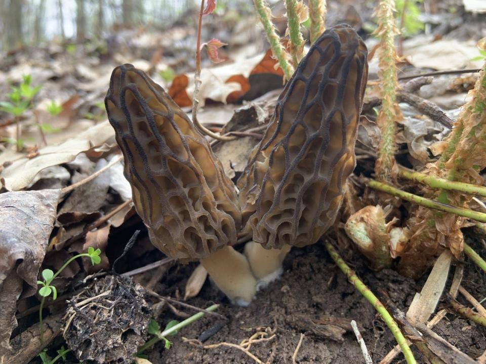 Morel mushrooms growing out of the ground