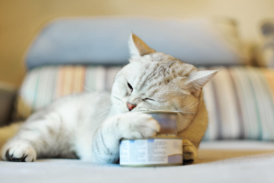近年來倡導讓貓咪吃溼食、增加水分攝取量，含水量高的貓罐頭，銷量因此增加不少。（圖片來源：Getty Images）